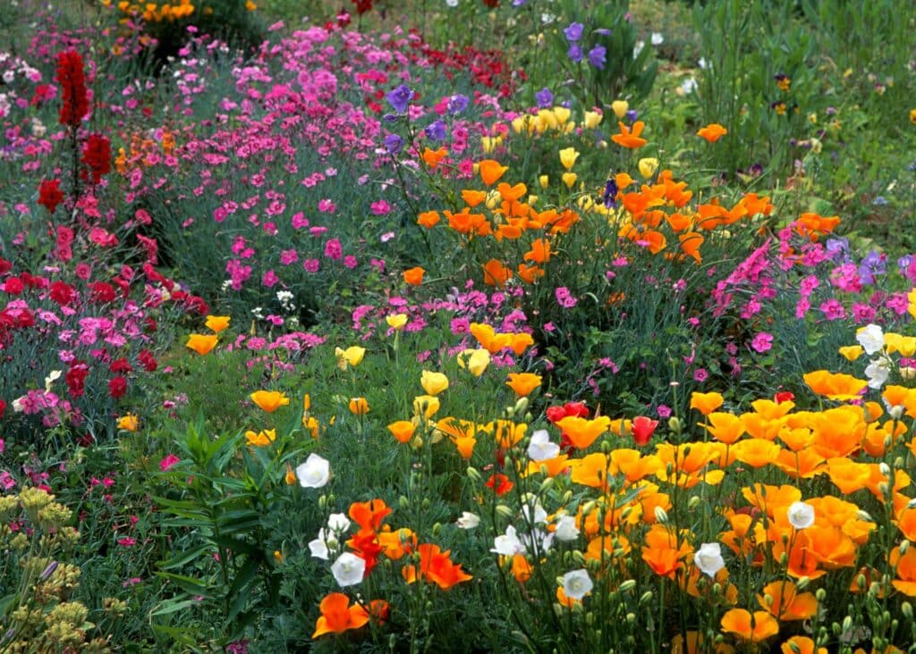 RHS Chelsea Flower Show